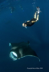 Free diver with Manta Ray, Isla Mujeres Mexico by Victoria Taylor 
